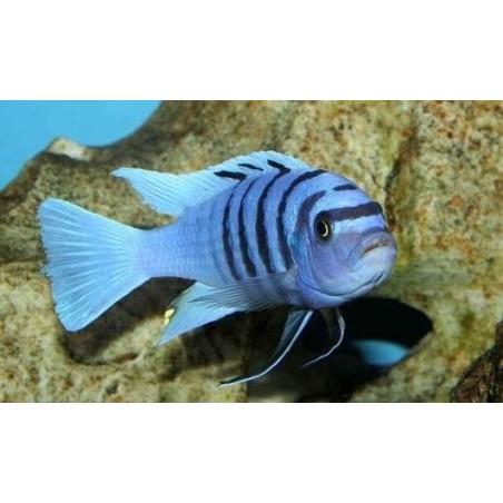 comprar peixe cynotilapia afra white top
