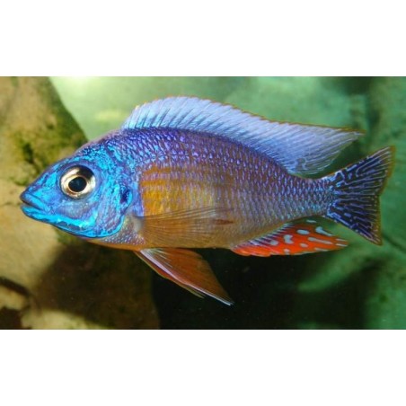 AULONOCARA STUARTGRANTI BLUE NEON 3 cm