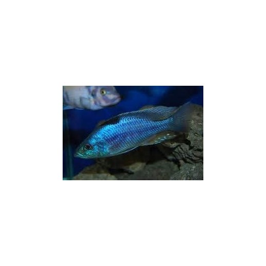 BUCCOCHROMIS LEPTURUS 5 cm
