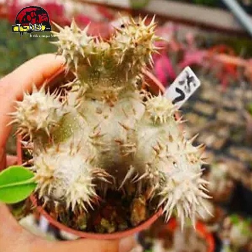 venda de suculenta rara venda de suculenta rara