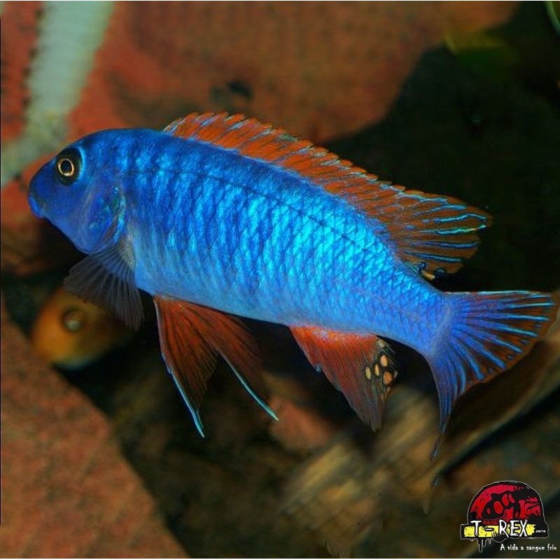HAPLOCHROMIS FUSCOTAENIATUS